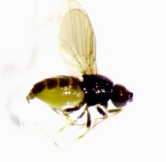Oscinellinae