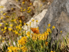 Speyeria coronis