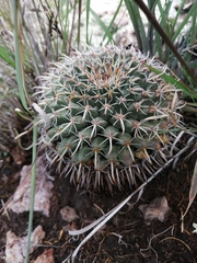 Mammillaria uncinata