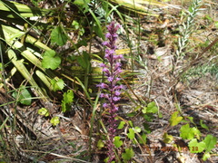 Liatris laevigata