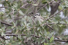 Baeolophus wollweberi
