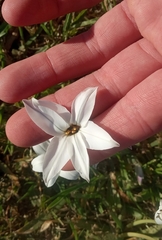 Ipheion uniflorum