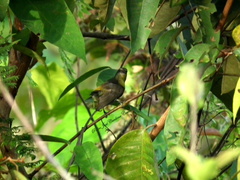 Coereba flaveola columbiana