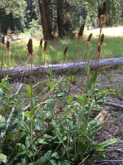 Rudbeckia californica