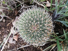 Mammillaria uncinata