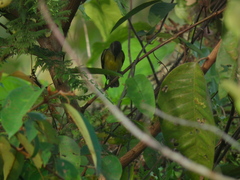 Coereba flaveola columbiana