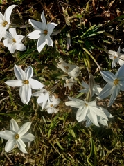 Ipheion uniflorum