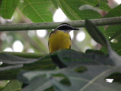 Coereba flaveola columbiana