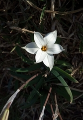 Ipheion uniflorum