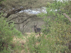 Kobus ellipsiprymnus