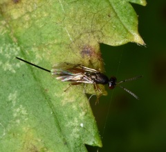 Torymidae