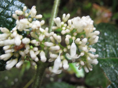 Psychotria andapae image