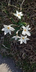 Ipheion uniflorum