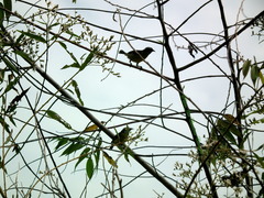 Coereba flaveola columbiana