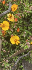 Pultenaea