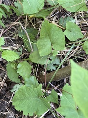Fallopia