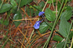 Salvia prunelloides