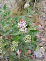 Asteroideae