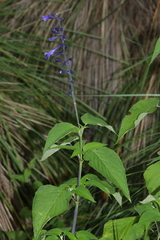 Salvia concolor