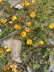 Pultenaea
