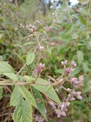 Asteroideae