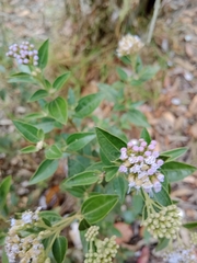 Asteroideae