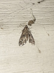 Parapoynx obscuralis