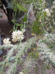 Funastrum cynanchoides