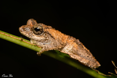 Kurixalus idiootocus