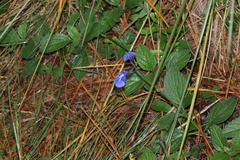 Salvia prunelloides