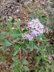 Asteroideae