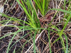 Carex breviculmis