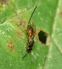 Torymidae