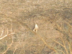 Buteo augur