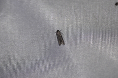 Blastobasis glandulella