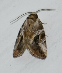 Diastema cnossia
