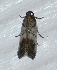 Chararica hystriculella