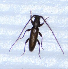 Geropa concolor