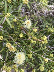 Melaleuca nodosa