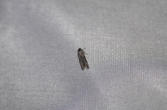 Blastobasis glandulella