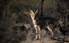 Lycalopex griseus