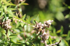 Melaleuca styphelioides