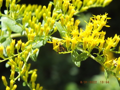 Synanthedon sapygaeformis