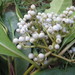 Psychotria obtusifolia - Photo (c) Franck Rakotonasolo, some rights reserved (CC BY-NC), uploaded by Franck Rakotonasolo