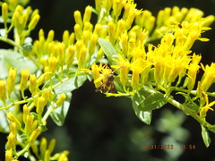 Synanthedon sapygaeformis