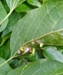 Celticecis aciculata