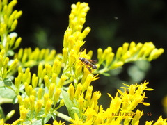 Synanthedon sapygaeformis