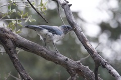 Aphelocoma wollweberi