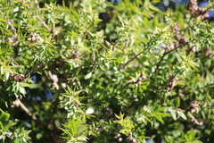 Melaleuca styphelioides