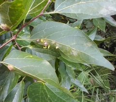 Celticecis aciculata